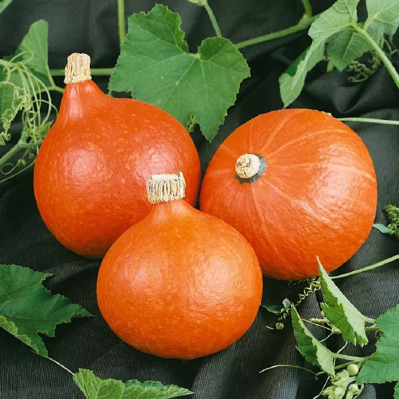 PNOS zucca gigante Dolores semi di ortaggi, 5 g
