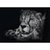 Ashley Rader: Speed - Ghepardo, Nel segno della grazia, Puzzle 1000 pezzi