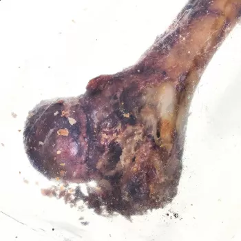 PETMEX Osso di prosciutto - snack da masticare per cani - 1 pz.