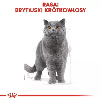 Cibo umido per gatti Royal Canin British Shorthair Adult sacchetto 85 g, pollo, ROYAL CANIN Feline Breed Nutrition