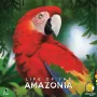 Life of the Amazonia, gioco da tavolo