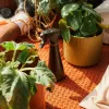 Spruzzatore per la cura delle piante 1071306