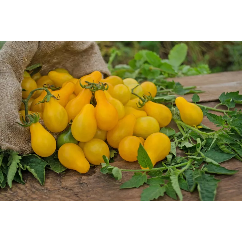 Semi di pomodoro ciliegino Perun Toraf, confezione da 0,5 g