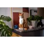 LEGO IDEAS 21376 Gatto arancione