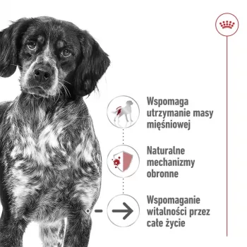 ROYAL CANIN SHN Medium Ageing Loaf scatoletta 410 g