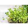 Semi di girasole nero PNOS da germinazione, confezione da 20 g