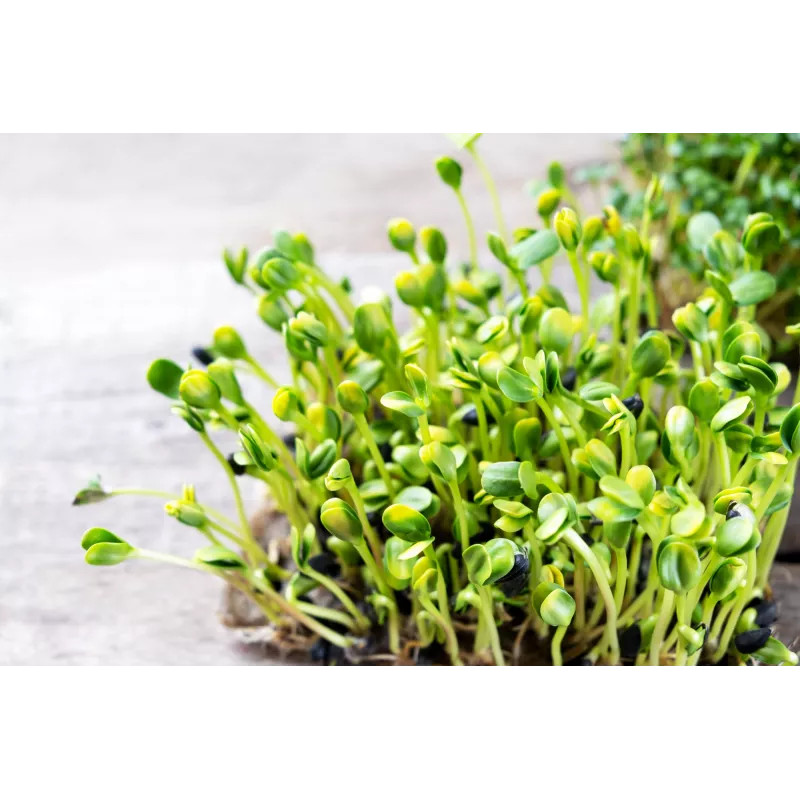 Semi di girasole nero PNOS da germinazione, confezione da 20 g