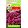 Semi di cavolo nero Scarlet Toraf, confezione da 1 g