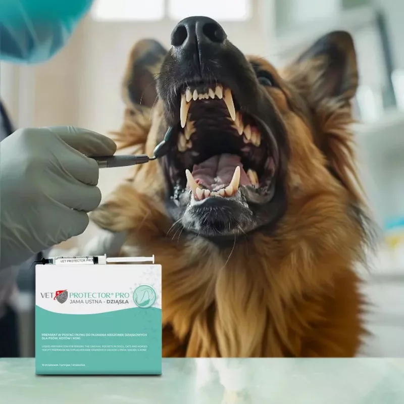 Gel per l'igiene orale JM Sante Vet Protector — per bocca e gengive, igiene orale veterinaria