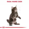 Cibo secco per gatti Royal Canin Maine Coon Kitten 2 kg — pollo, proteine 36%, grassi 23%
