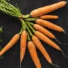 PNOS carota commestibile Lenka semi su nastro, 6 m