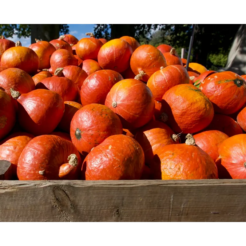 Semi di ortaggi zucca Uchiki Kuri Toraf, confezione da 5g