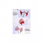 Pellicola per laminazione Olympia 1x50 DIN A3 80 micron