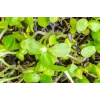 Semi di girasole nero PNOS da germinazione, confezione da 20 g