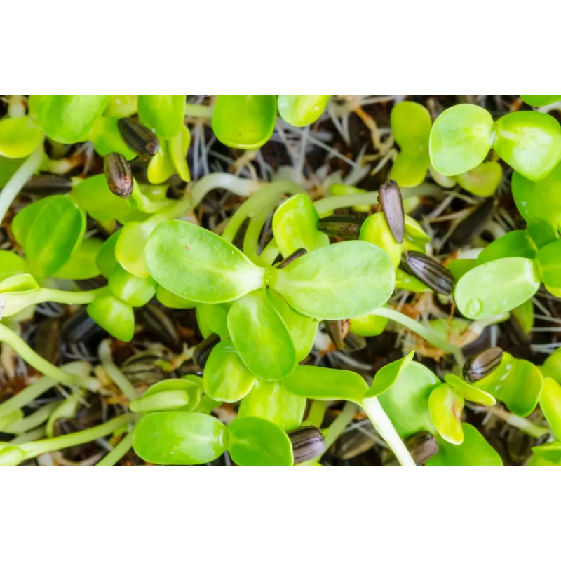 Semi di girasole nero PNOS da germinazione, confezione da 20 g