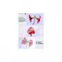 1x25 pellicole per laminazione Olympia DIN A3 80 micron 9180