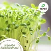 Set di semi di pomodoro Toraf Eden – 8 confezioni