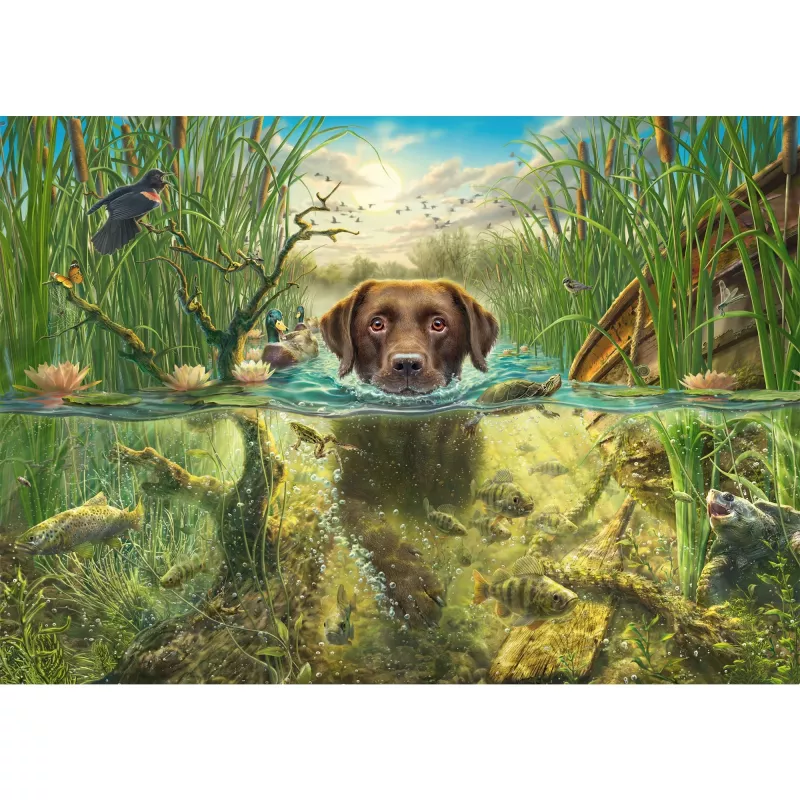 Mark Fredrickson: dog love - labrador marrone in acqua fresca, puzzle 1000 pezzi