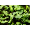 Semi di girasole nero PNOS da germinazione, confezione da 20 g