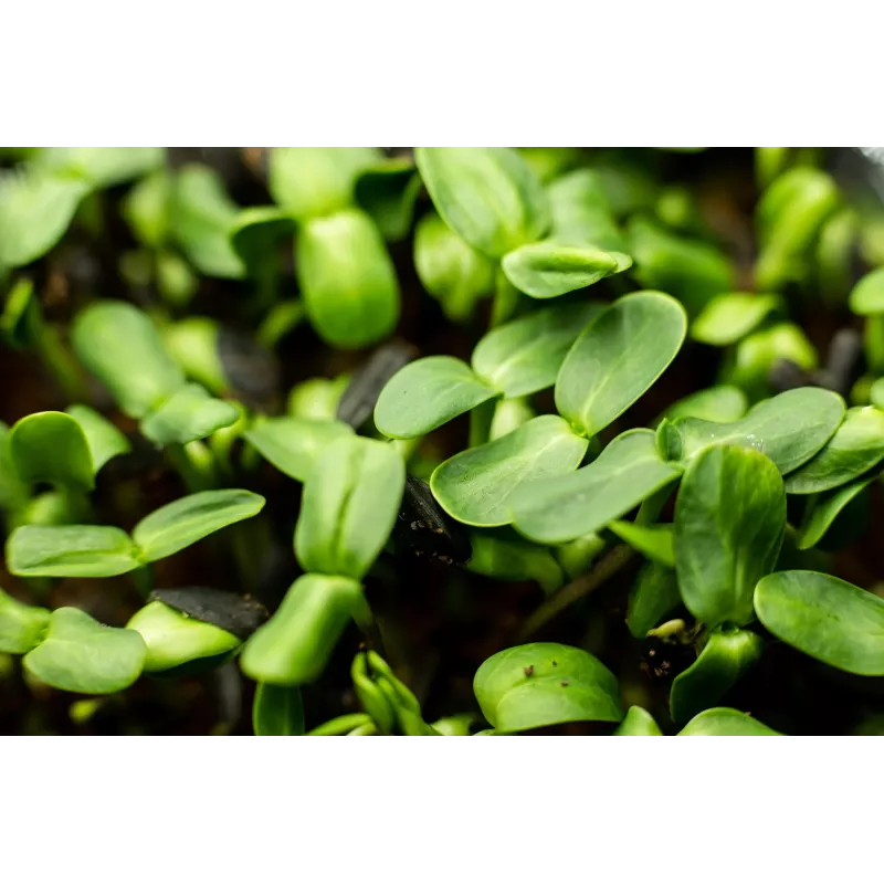 Semi di girasole nero PNOS da germinazione, confezione da 20 g