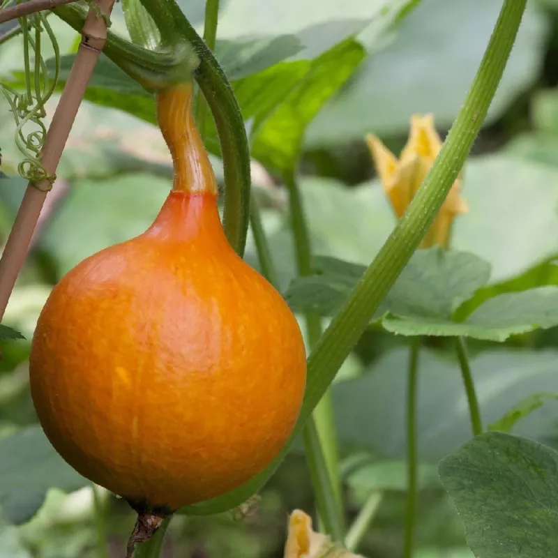 PNOS zucca gigante Dolores semi di ortaggi, 5 g