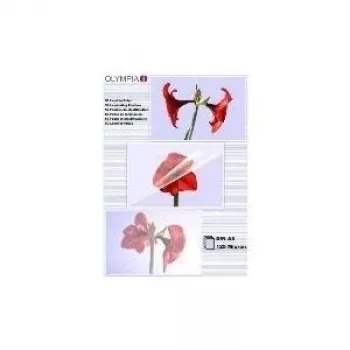 Pellicola per laminazione Olympia 1x50 DIN A3 125 micron