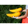Semi di ortaggi zucchino dorato Toraf, confezione da 5g