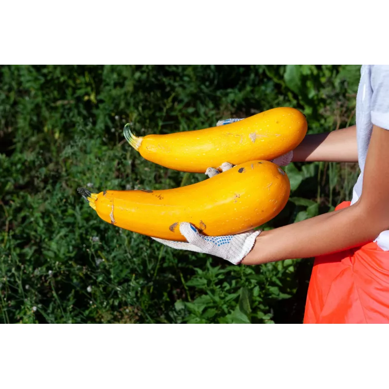 Semi di ortaggi zucchino dorato Toraf, confezione da 5g