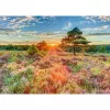 Puzzle, schmidt spiele brughiera al tramonto, 1000 pezzi, soggetto paesaggio