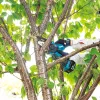Motosega a catena per potatura MAKITA DUC101Z01 blu, nero