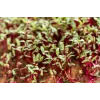 Semi di ravanello China Rose per germogli, confezione da 20 g