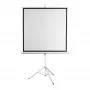 Schermo per proiezione SBOX PSMT-135-2, superficie visibile 240×240 cm, fisso/a parete