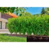 Gardena Micro-Drip-System linea gocciolante, 1,6 l/h, 50 m (13504-20)