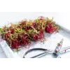 Semi di ravanello China Rose per germogli, confezione da 20 g