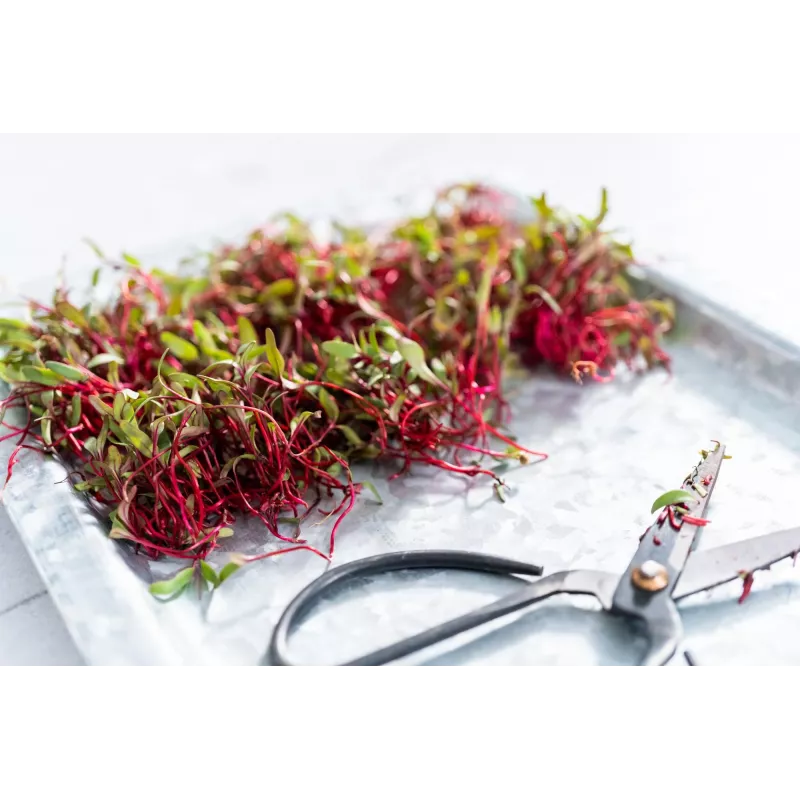 Semi di ravanello China Rose per germogli, confezione da 20 g