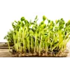 Semi di girasole nero PNOS da germinazione, confezione da 20 g