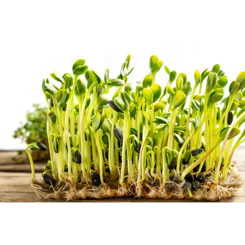 Semi di girasole nero PNOS da germinazione, confezione da 20 g