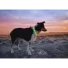Collare LED Anicoll verde per cani e gatti modello illuminazione ricaricabile