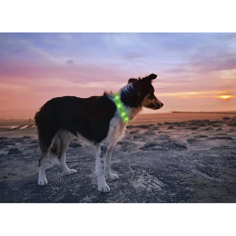 Collare LED Anicoll verde per cani e gatti modello illuminazione ricaricabile