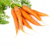PNOS carota commestibile Lenka semi su nastro, 6 m