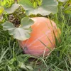 PNOS zucca gigante Dolores semi di ortaggi, 5 g