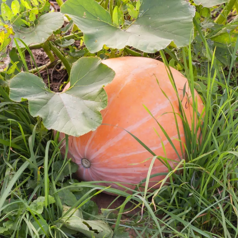 PNOS zucca gigante Dolores semi di ortaggi, 5 g