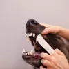 VETEXPERT Caryodent Finger Wipes, salviette per la pulizia dei denti per cani e gatti, 50 pezzi