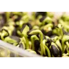 Semi di girasole nero PNOS da germinazione, confezione da 20 g