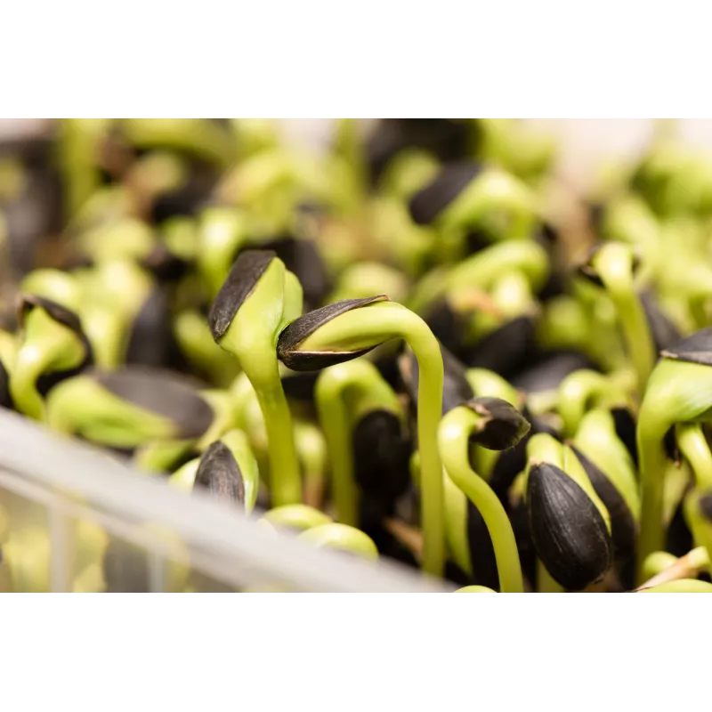 Semi di girasole nero PNOS da germinazione, confezione da 20 g