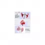Pellicole per laminazione Olympia 1x100 DIN A5 80 micron