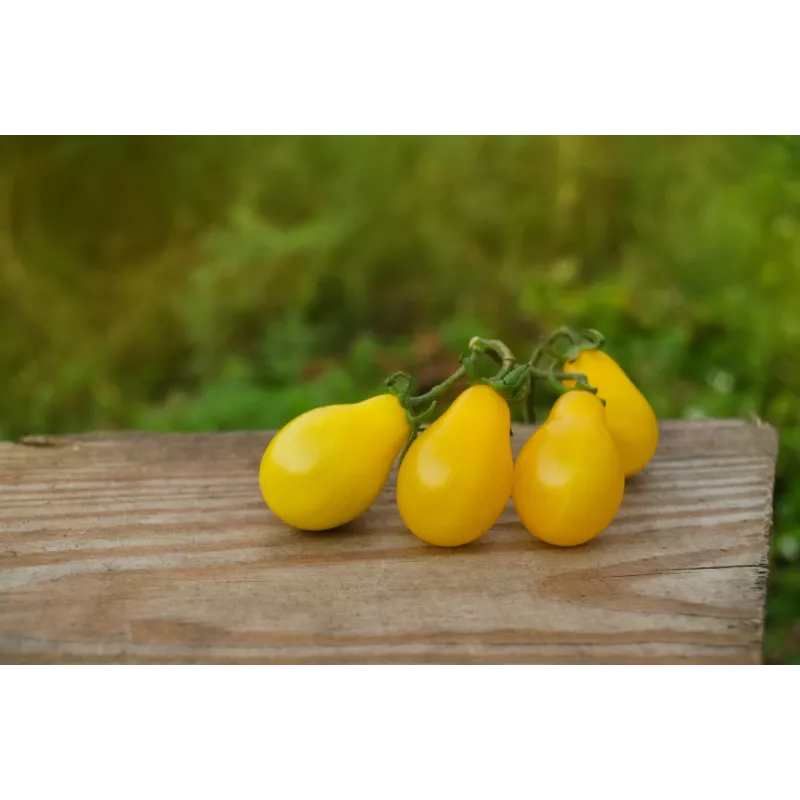 Semi di pomodoro ciliegino Perun Toraf, confezione da 0,5 g