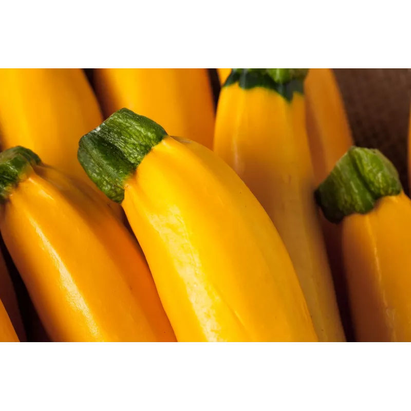 Semi di ortaggi zucchino dorato Toraf, confezione da 5g