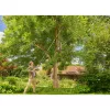 Troncarami GARDENA StarCut Pro S impugnatura a T 160 cm — potatore ad asta