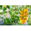 Semi di pomodoro ciliegino Perun Toraf, confezione da 0,5 g